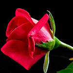 PASSIONATE LOVE
