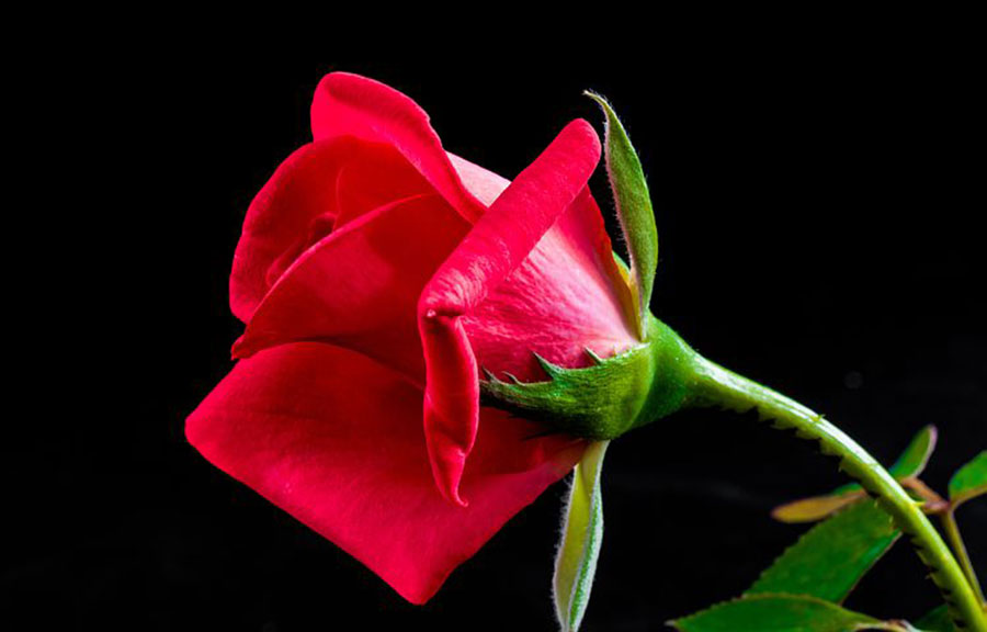 Passionate Love
