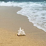 SEA JEWELS