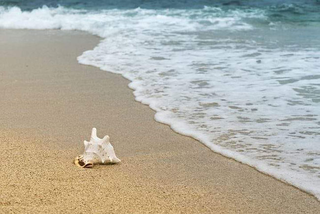 SEA JEWELS