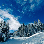 WINTER WONDERLAND