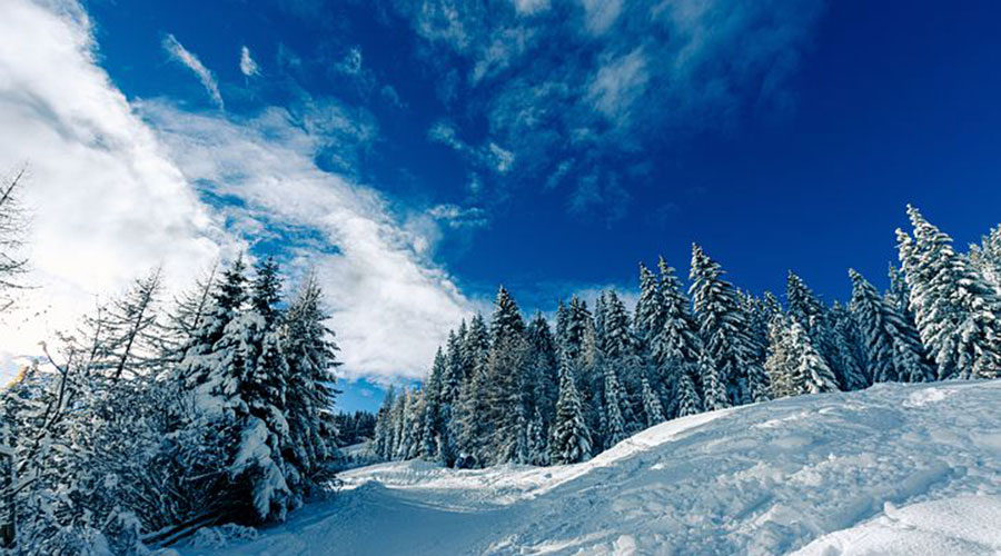 WINTER WONDERLAND